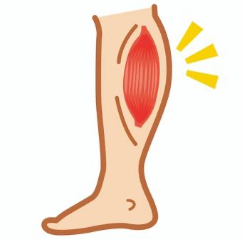 calf
