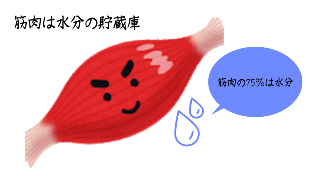 筋肉は貯蔵庫を表した